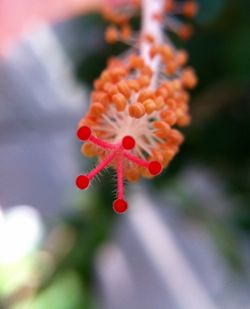 Close-up of plant against blurred background