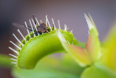 Close-up of insect on flower