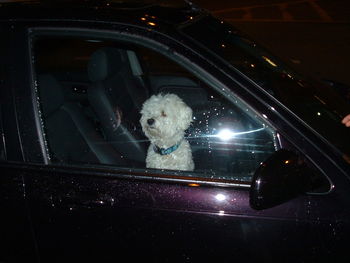 Dog in car