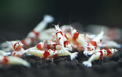 Close-up shrimp in aquarium