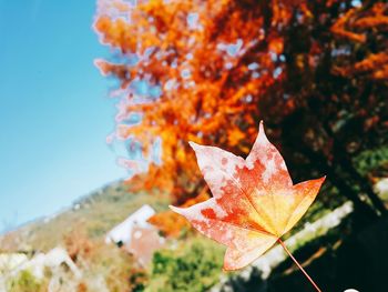 Close-up of maple leaves on tree against sky