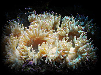 Close-up of coral in sea