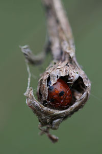 Close-up of ladybird hiding in old plant from cold weather