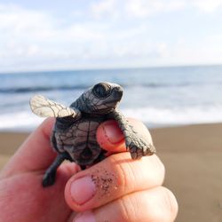 Midsection of person holding turtle