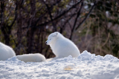 Close-up of snow on tree