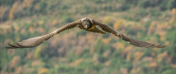 Low angle view of eagle flying against mountain