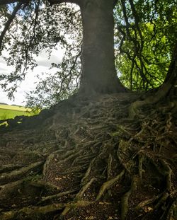 Low angle view of trees in forest