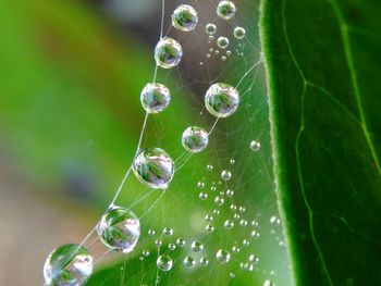 Close-up of water drops on spider web