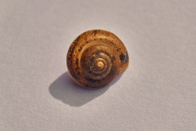 Close-up of snail