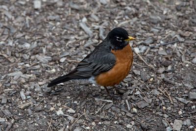 Close-up side view of bird perching on land