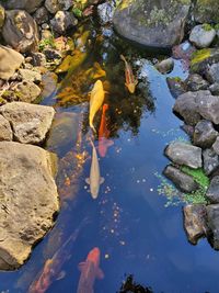 View of koi fish in water