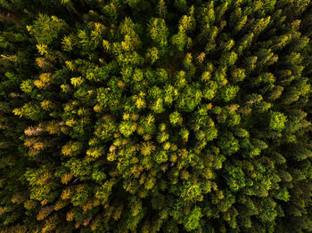 Aerial view of trees