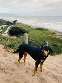 Dog on the beach