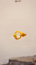 Close-up of yellow leaf against the sky