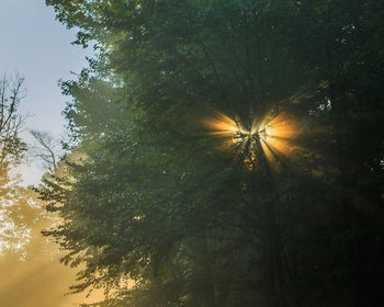 Low angle view of trees against sky during sunset