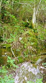 Stream flowing through forest