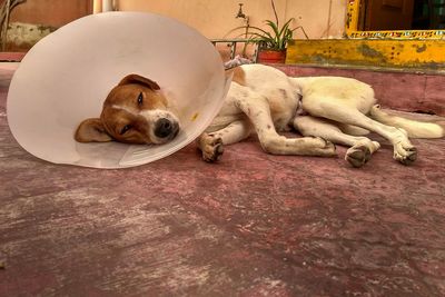Dog resting on ground wearing a cone