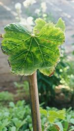 Close-up of fresh green leaf