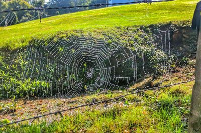 Grass growing on field