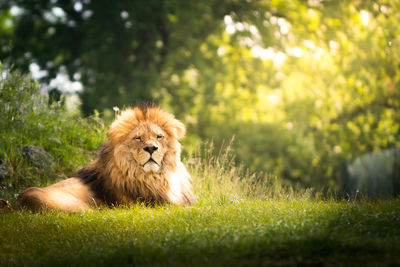 Lion relaxing on grass