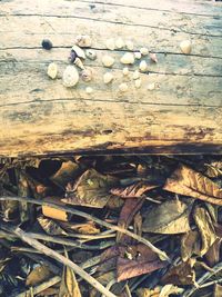 Close-up of pebbles