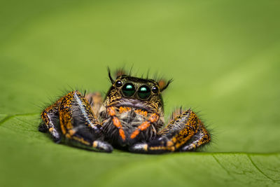 Close-up of spider