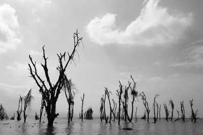 Bare trees on riverbank