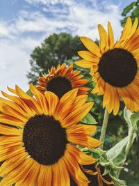 Close-up of sunflower against sky