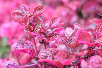 Close-up of pink flowers