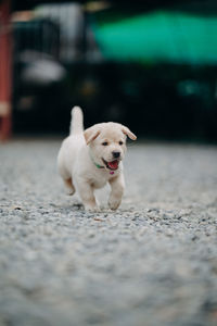Portrait of dog on floor in city