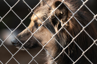 Close-up of dog seen through chainlink fence