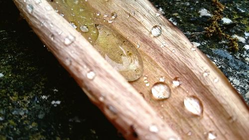 Close-up of wooden tree trunk