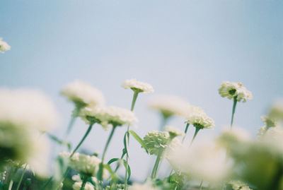 Close-up of flowering plant on field against sky