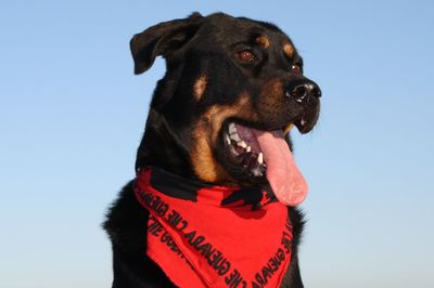 Rottweiler wagging its tongue and wearing a red bandana