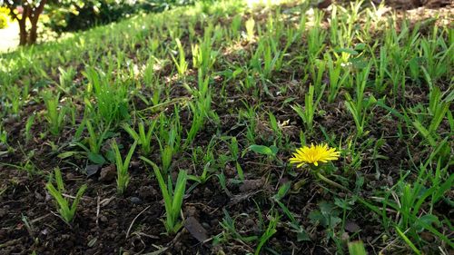 Close-up of flower growing in field