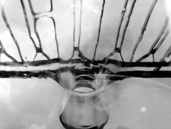 Reflection of trees in water