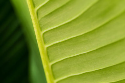 Close-up of leaf