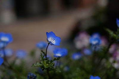 Close-up of flowers against blurred background