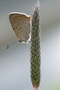 Close-up of insect on glass