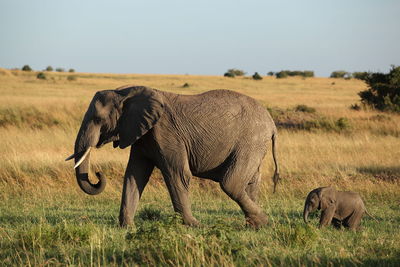 Elephant in a field