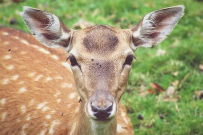 Close-up of deer standing on field