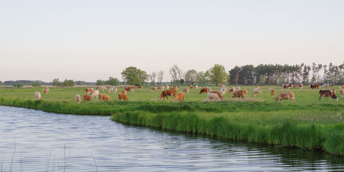 Horses in a field