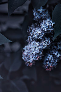 Close-up of purple flowering plant