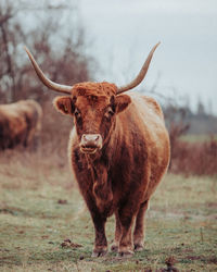 Portrait of a horse on field