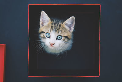 Portrait of cat in box