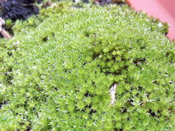 Close-up of plant growing on field