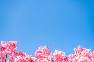 Low angle view of pink flowering plants against clear blue sky