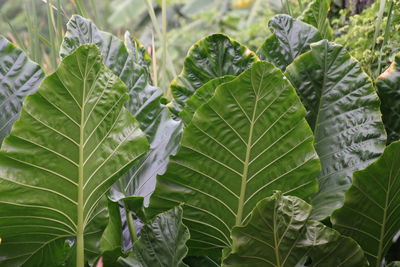 Close-up of fresh green leaves on plant