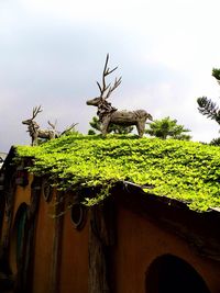 Close-up of plants against the sky
