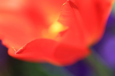 Close-up of red flower blooming outdoors